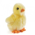 Living nature - Fluffy Chicks, gul