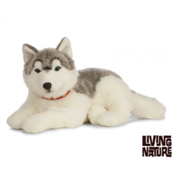Living nature - Giant husky