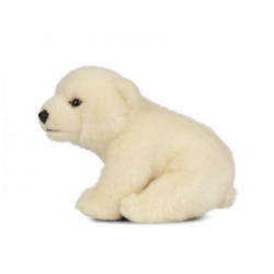 Living nature - Polar Bear Cub Sitting