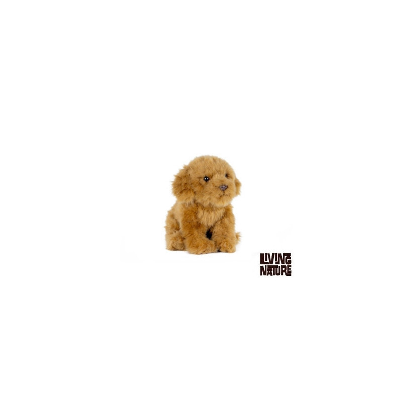 Living nature - Cavapoo