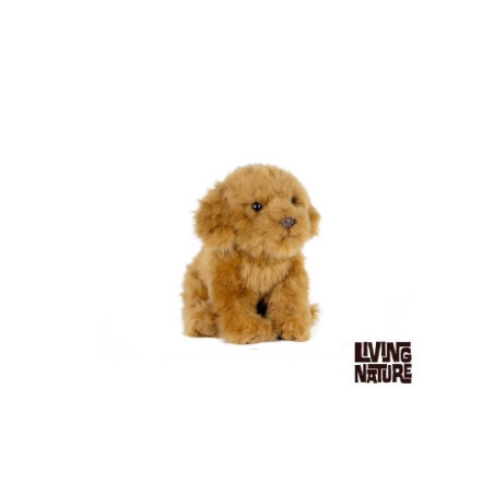 Living nature - Cavapoo