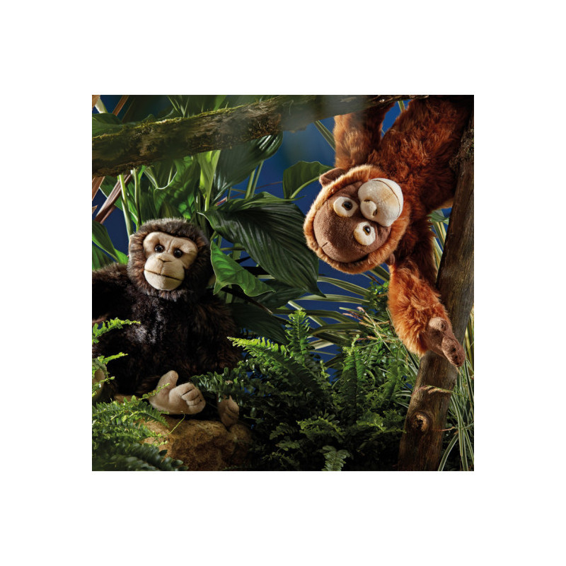 Living nature - Orangutang