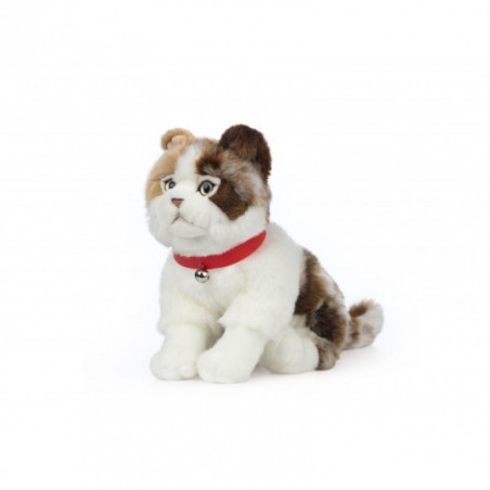 Living nature - Scottish Fold Cat