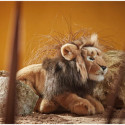 Living nature - Male Lion Large
