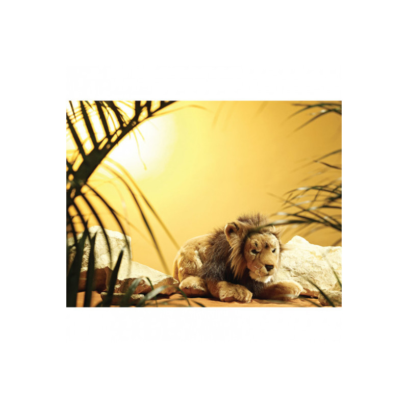 Living nature - Male Lion Large